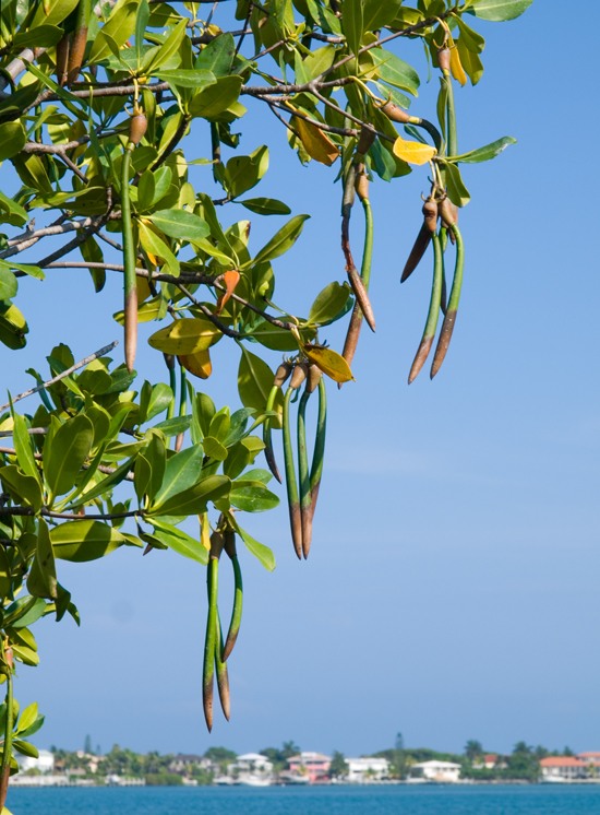 Coral Morphologic » Blog Archive » Mangrove Propagules… Ready to Drop