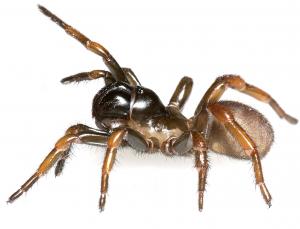 Myrmekiaphila neilyoungi