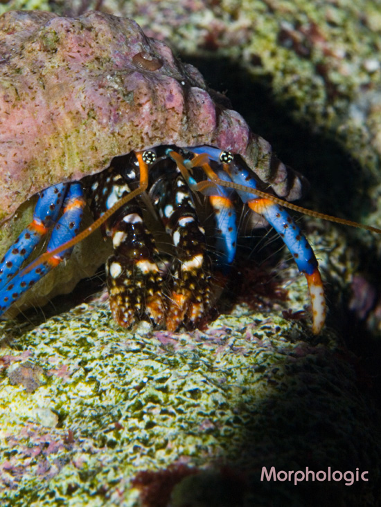 Blue Leg Hermit Crab