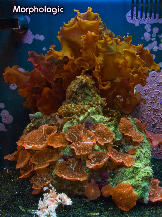 Coral Morphologic Biocube 8