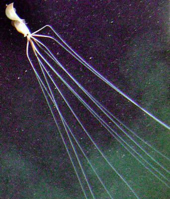 Magnapinna sp. Squid