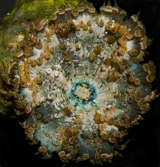 Unidentified Floridian Anemone #3 Morphologic 2009 Colin Foord