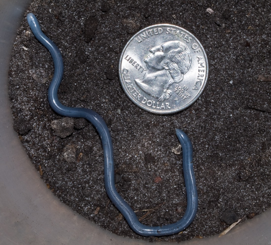 Brahminy Blind Snake