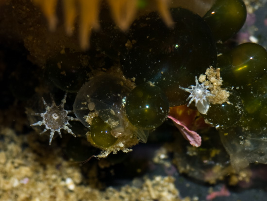 Baby flower anemones attached near the base of "momma"