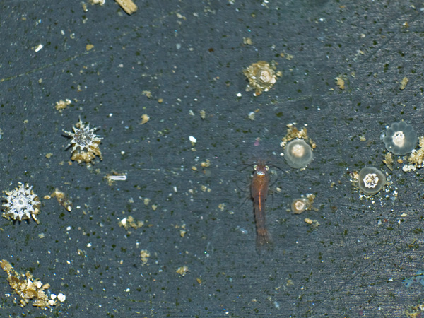 Baby Epicystis crucifer (2-3 mm) with a tiny mysis shrimp (5-6mm) for scale