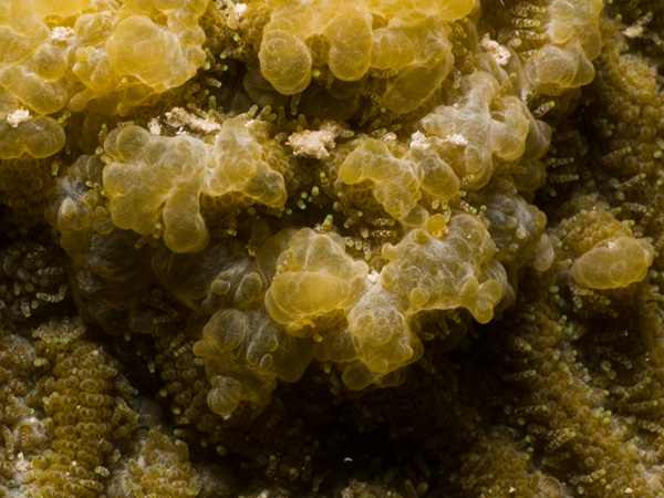 A butterfly fish stripping coral tissues off of a staghorn coral colony