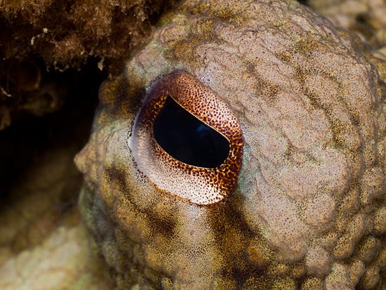 Octopus Eye