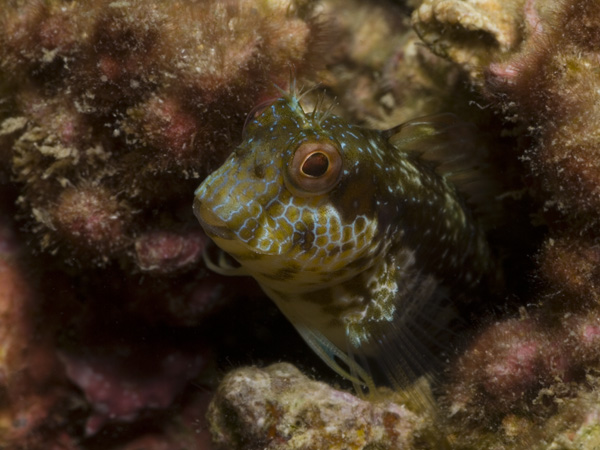 Seaweed Blenny (Parablennius marmoreus)