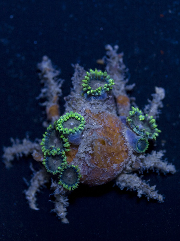 Spongy Decorator Crab (Marcocoeloma trispinosum)