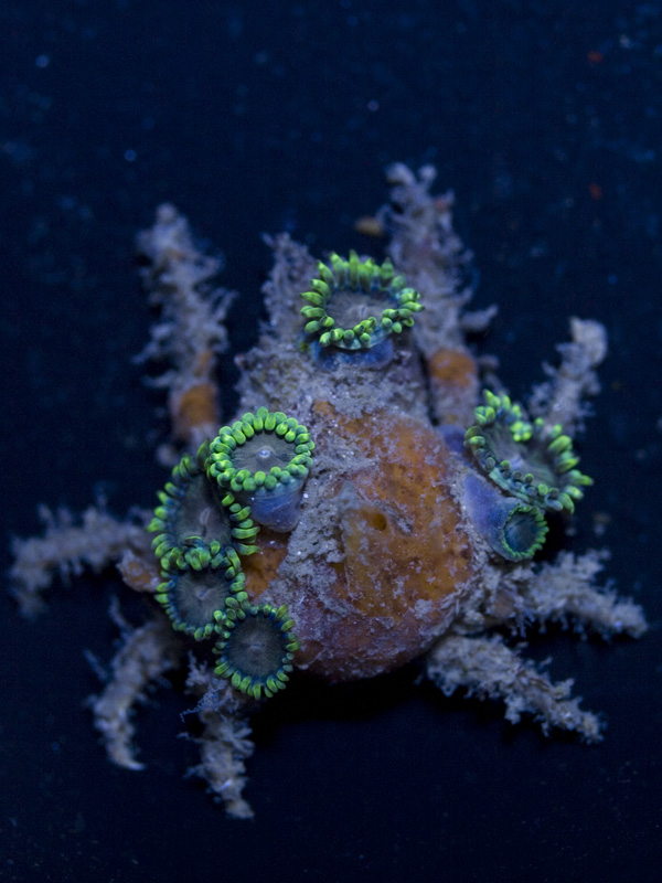 A butterfly fish stripping coral tissues off of a staghorn coral colony