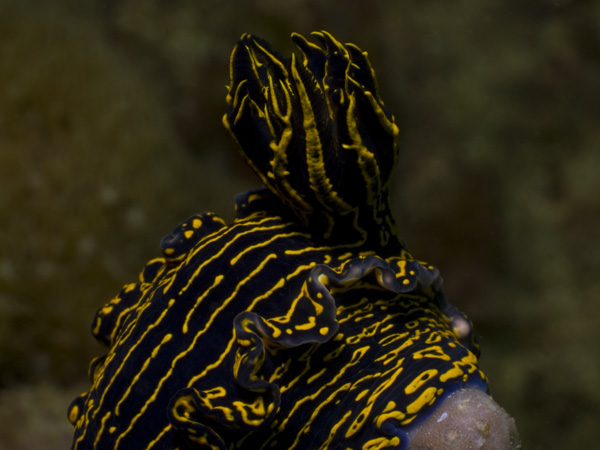 Close up of the gills of a Greek goddess nudibranch (Hypselodoris edenticulata) 