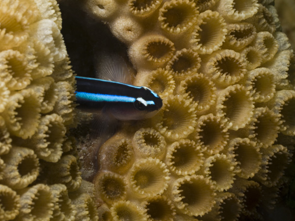 Neon Goby (Gobiosoma oceanops) peering from Palythoa caribbeorum 