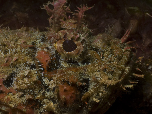 Spotted Scorpionfish (Scopaena grandicornis)