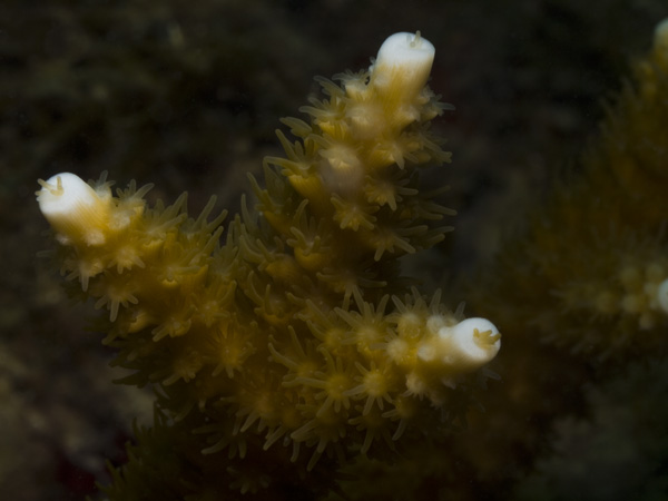 A healthy stand of Staghorn coral (Acropora cervicornis)