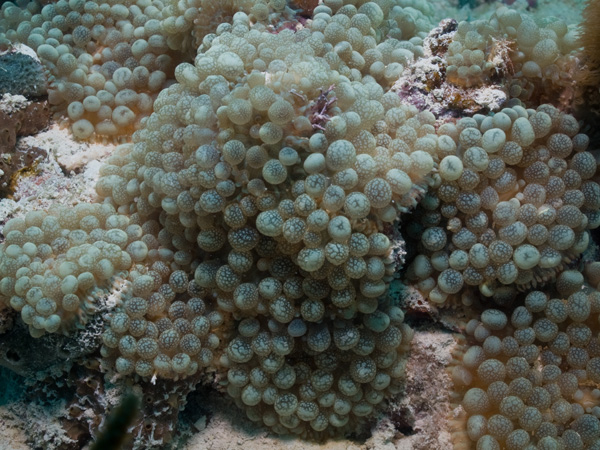 A butterfly fish stripping coral tissues off of a staghorn coral colony