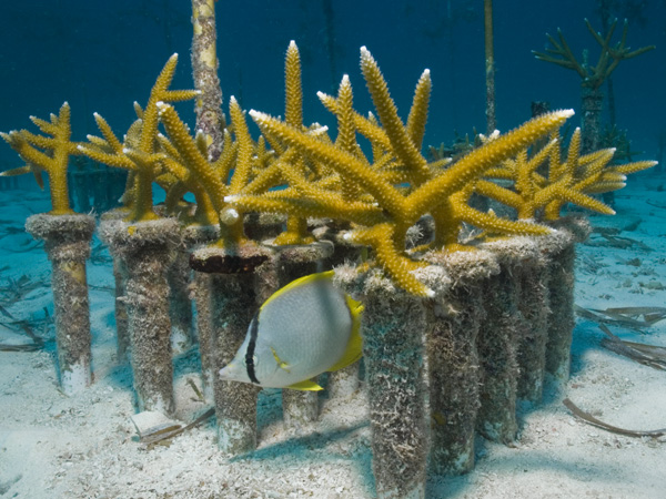 Coral Gardening Effectively Restores Staghorn Corals - Science