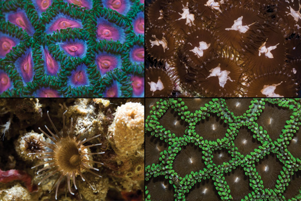 Coral Morphologic » Blog Archive » 'Species Diversity of Shallow Water  Zoanthids (Cnidaria: Anthozoa: Hexacorallia) in Florida