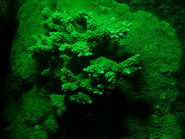 Coral Morphologic's shot of a Miami hybrid staghorn/elkhorn coral. 