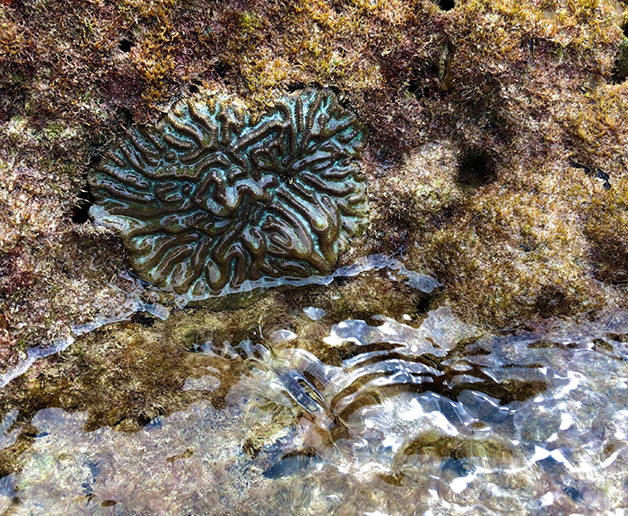 Fused Staghorn Coral (Acropora prolifera)