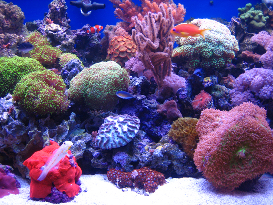 Coral Morphologic » Customer Tank-of-the-Month #2: April 2008