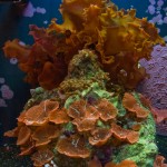 Coral Morphologic BioCube 8