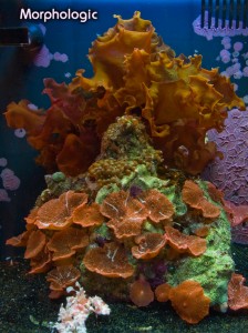 Coral Morphologic BioCube 8
