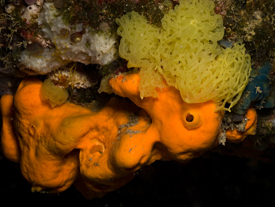 Coral Morphologic » Blog Archive » Corynactis Quest: Dive #1 in the ...